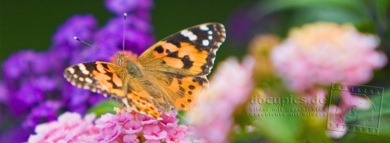 Schmetterling © docupics.de